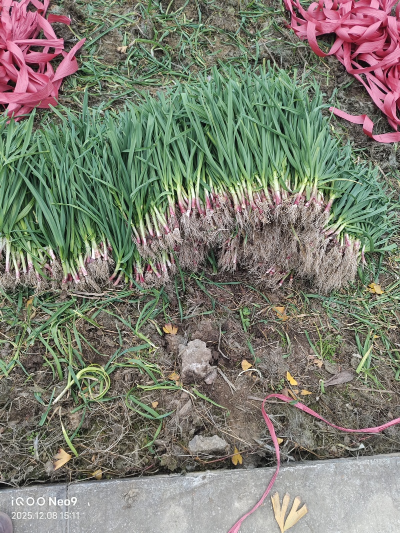 红根蒜苗，50一70公分，提前预定，量大