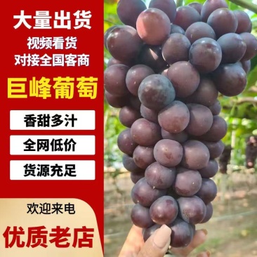 辽宁北镇巨峰葡萄大粒大串不掉粒~产地直发大量供应价格优惠
