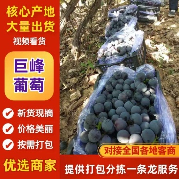 巨峰葡萄小筐北镇葡萄软枝梗绿不掉粒4斤～15斤箱价位都有