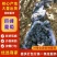 巨峰葡萄小筐北镇葡萄软枝梗绿不掉粒4斤～15斤箱价位都有