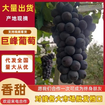 辽宁北镇代办精品巨峰葡萄质量好价格低～诚信为本