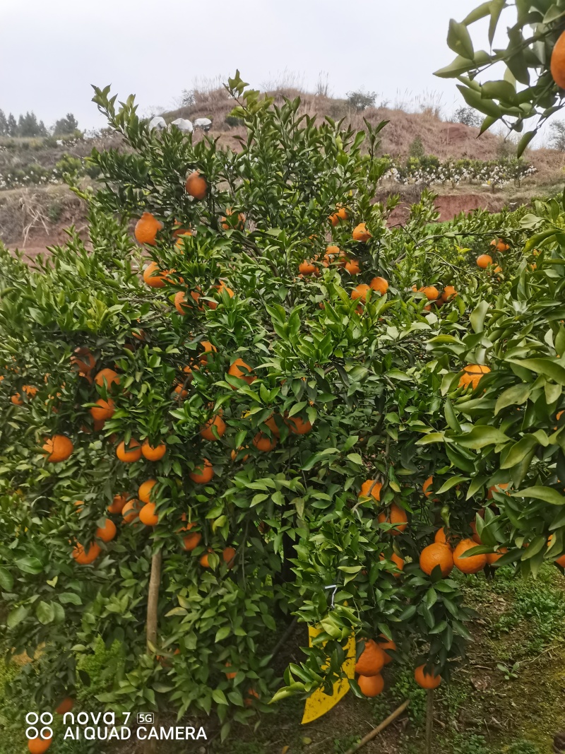 【推荐】四川耙耙柑/产地直发/视频看货/品质保证/欢迎咨