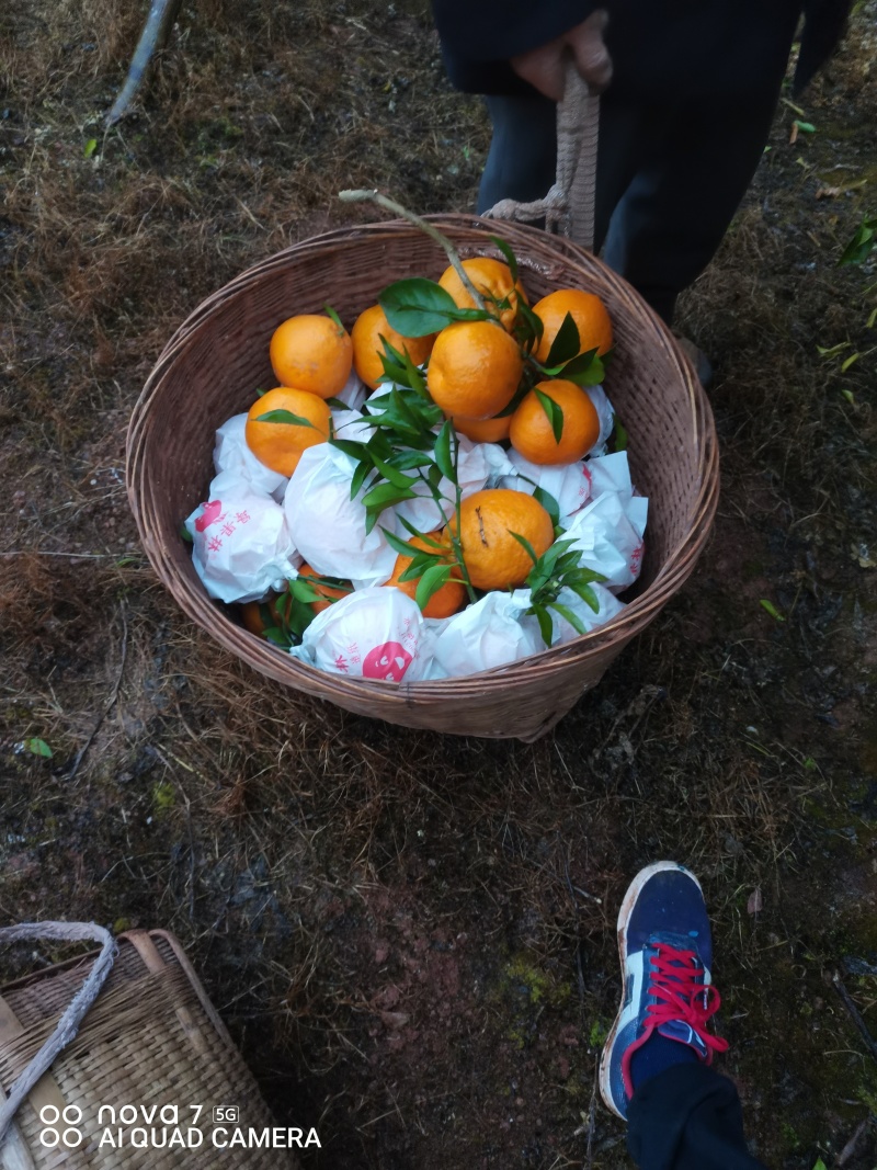 【推荐】四川耙耙柑/产地直发/视频看货/品质保证/欢迎咨