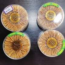 冬虫夏草之网红小草
