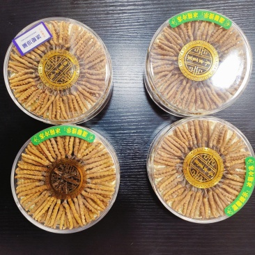 冬虫夏草之网红小草
