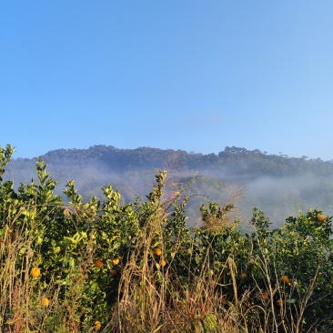 云南景东无量山冰糖橙求大量收购