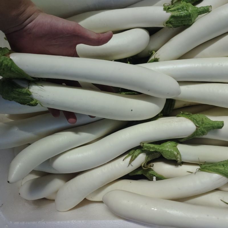 中农长丰白长茄种子高产抗病质优商品性好茄子种籽农家春秋