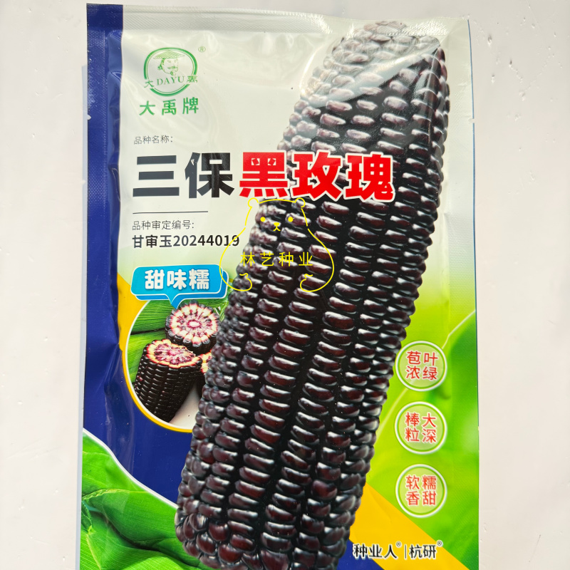 三保黑玫瑰玉米种子黑甜糯玉米种籽高产抗病大棒苞谷种籽