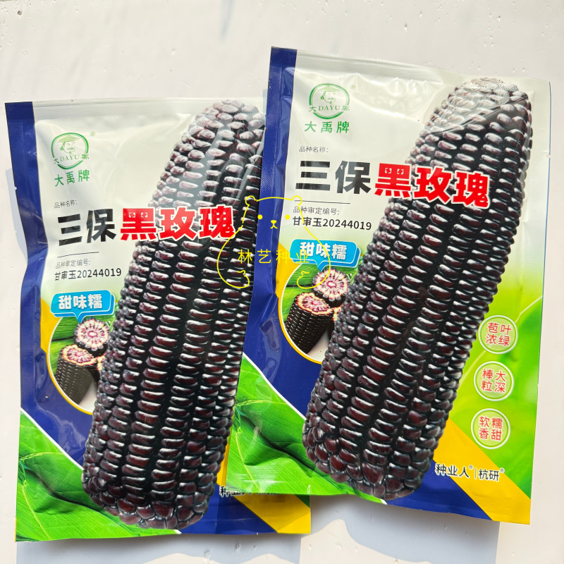 三保黑玫瑰玉米种子黑甜糯玉米种籽高产抗病大棒苞谷种籽