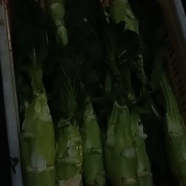 大头菜