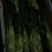 大头菜