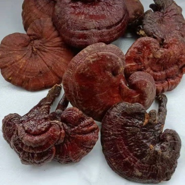 长白山纯野生赤灵芝