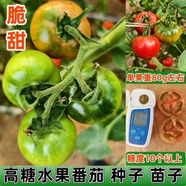 水果西红柿种子高糖水果番茄苗口感好脆甜草莓西红柿苗铁皮