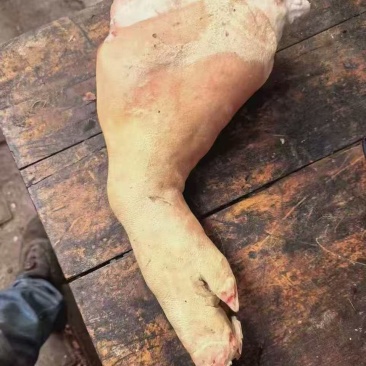 脚手睁