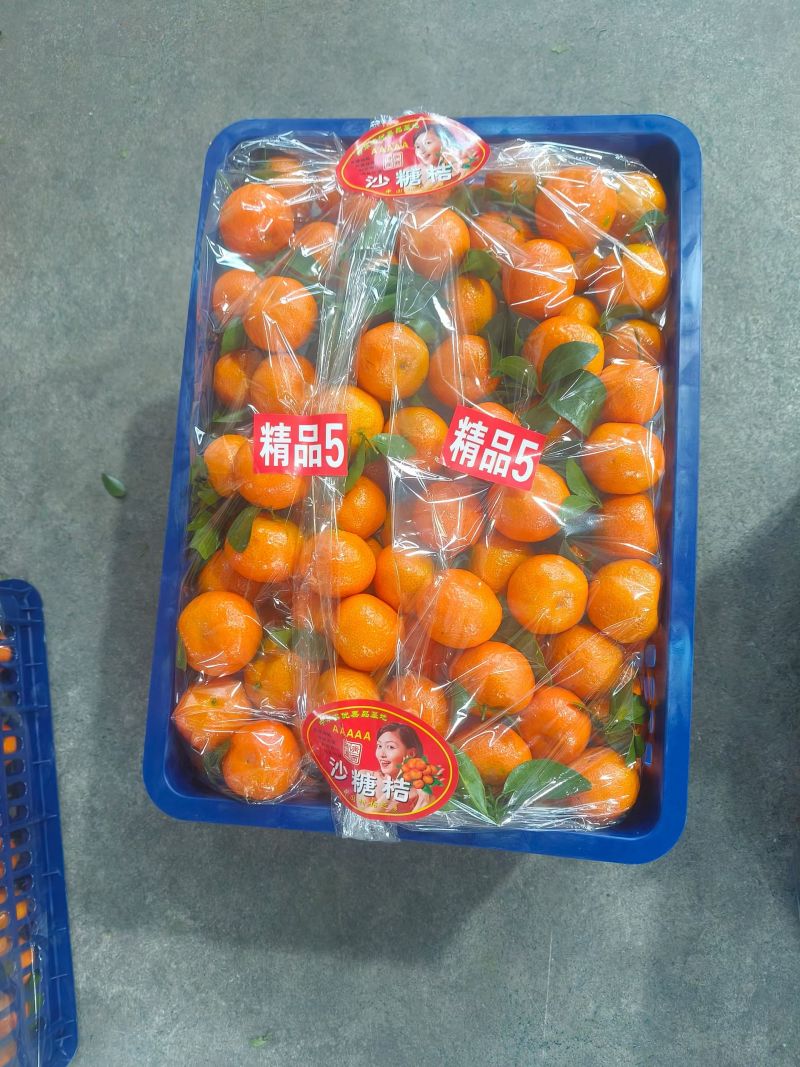 正宗沙糖桔，品名又叫老沙，口感非常正，甜度爆表