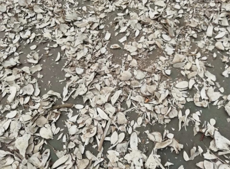 岗梅根，阳根，阴根，俗称称星木