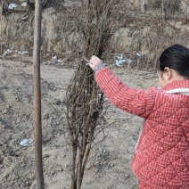 突尼斯软籽石榴苗包活包技术指导基地直销规格全走全国