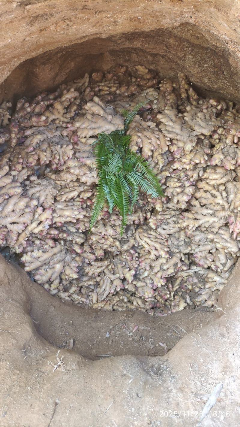 纯正湖南2号生姜