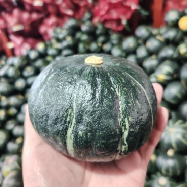 贝贝南瓜精品包粉