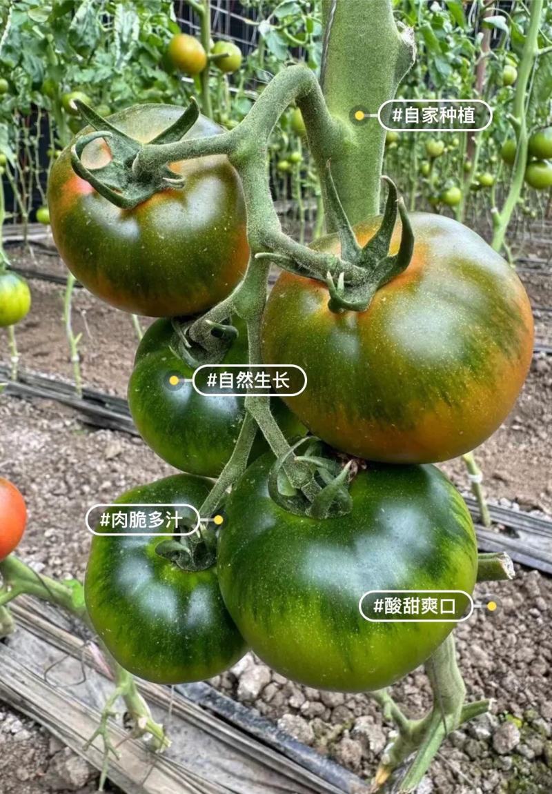 辽宁盘锦草莓西红柿绿肩硬度好耐运输承接电商商超社区团购