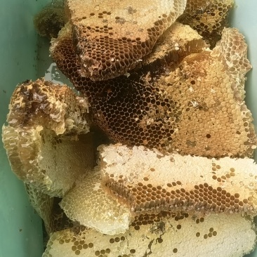 土蜂蜜