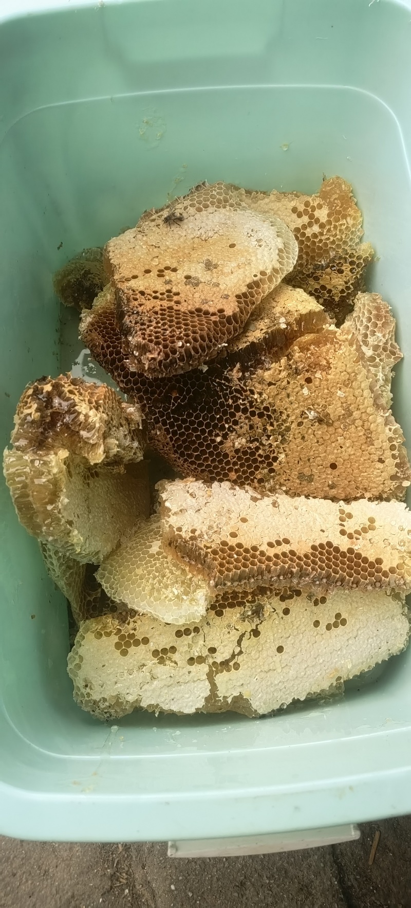 土蜂蜜