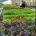 山东莘县活体盆栽蔬菜健康生态盆栽蔬菜又名阳台盆栽蔬菜