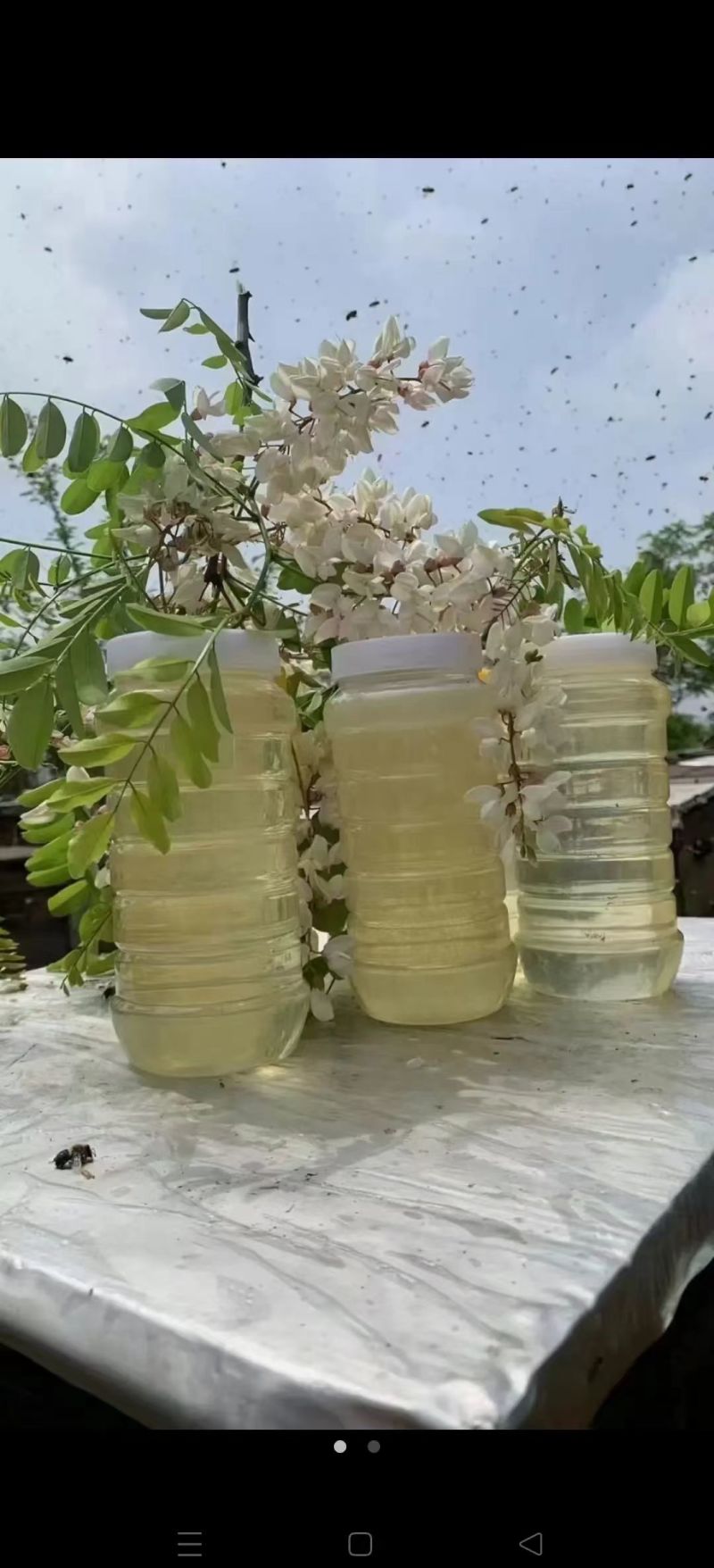 【畅销】山东槐花蜜大量上市中全国包邮送货到家基地直发