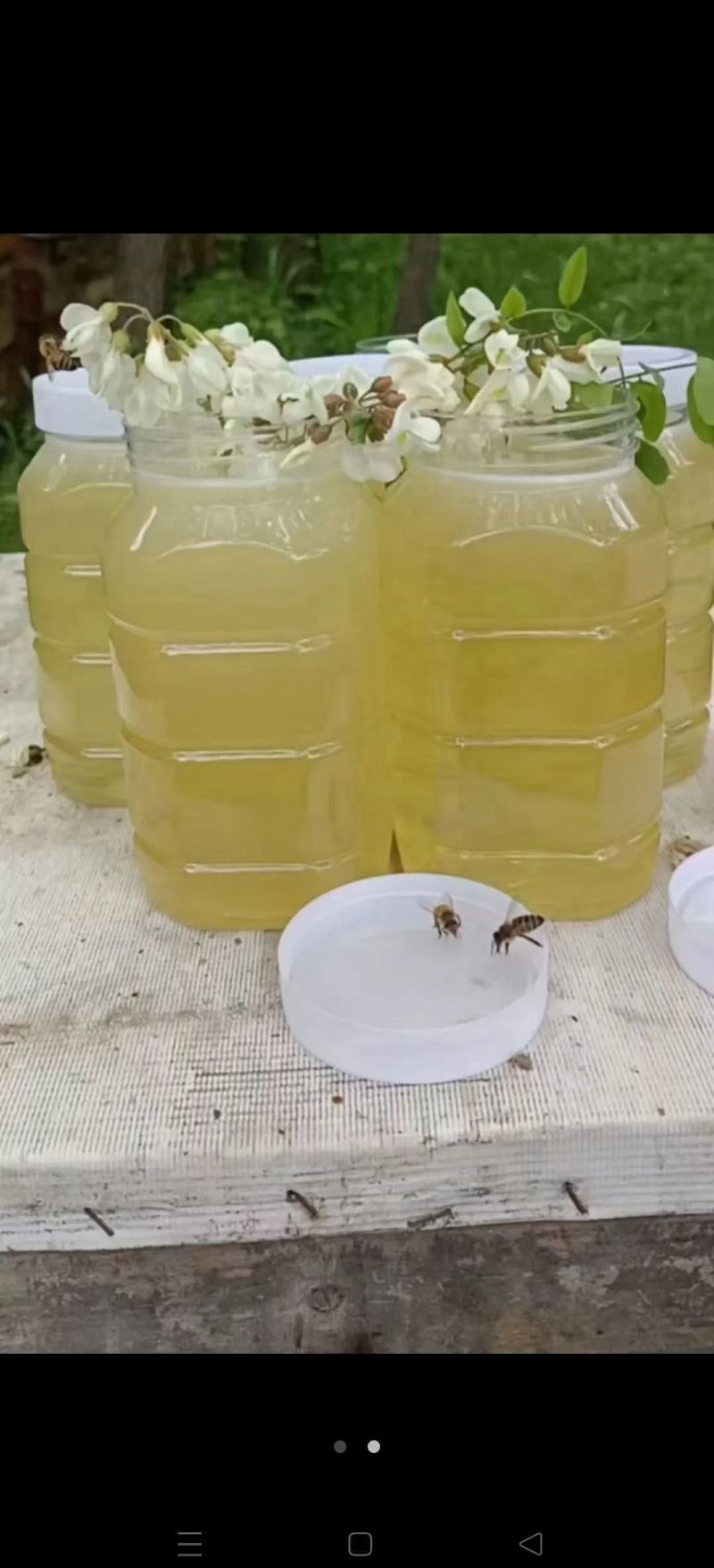 【畅销】山东槐花蜜大量上市中全国包邮送货到家基地直发