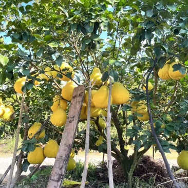 江永香柚