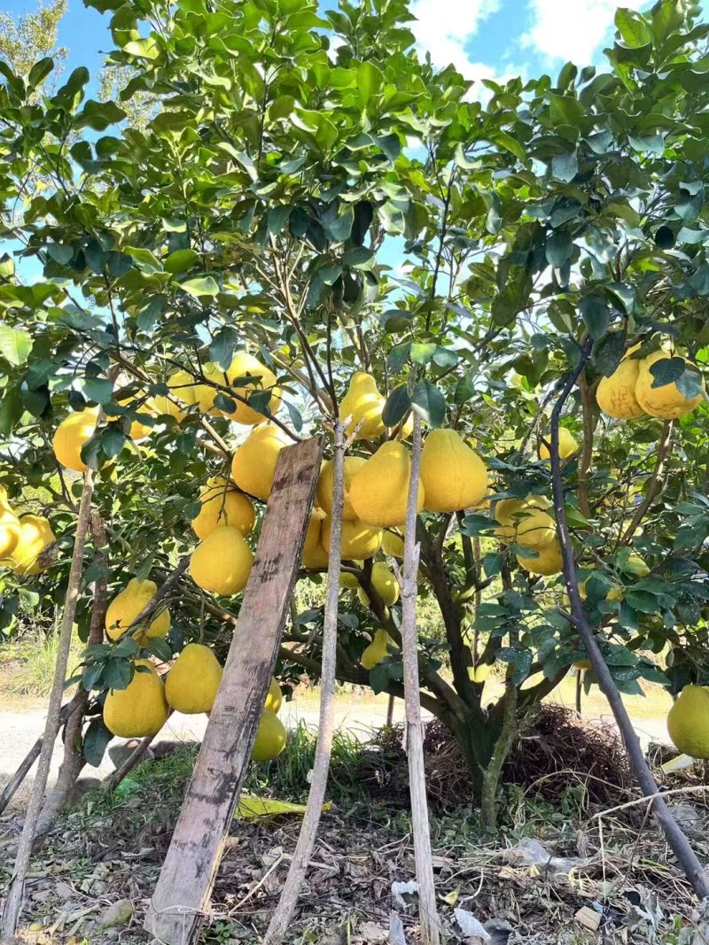 江永香柚