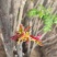 大棚反季节种植香椿芽儿基地直供