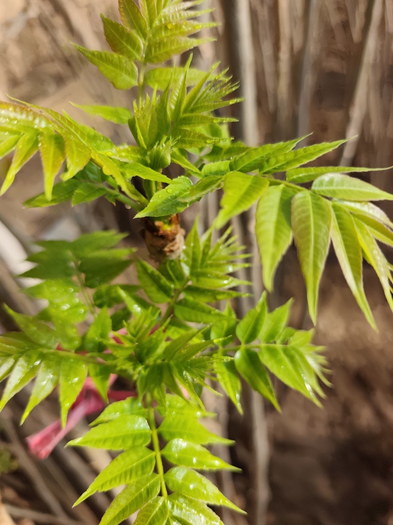 大棚反季节种植香椿芽儿基地直供