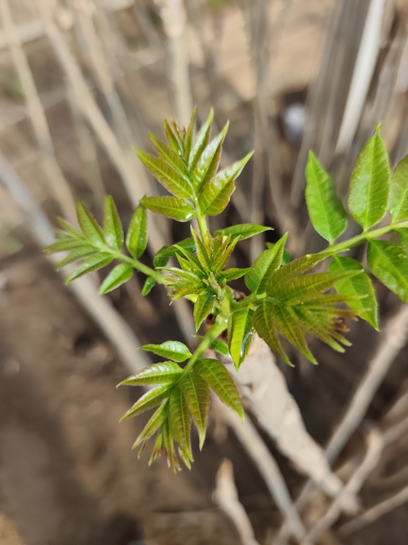 大棚反季节种植香椿芽儿基地直供