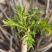 大棚反季节种植香椿芽儿基地直供