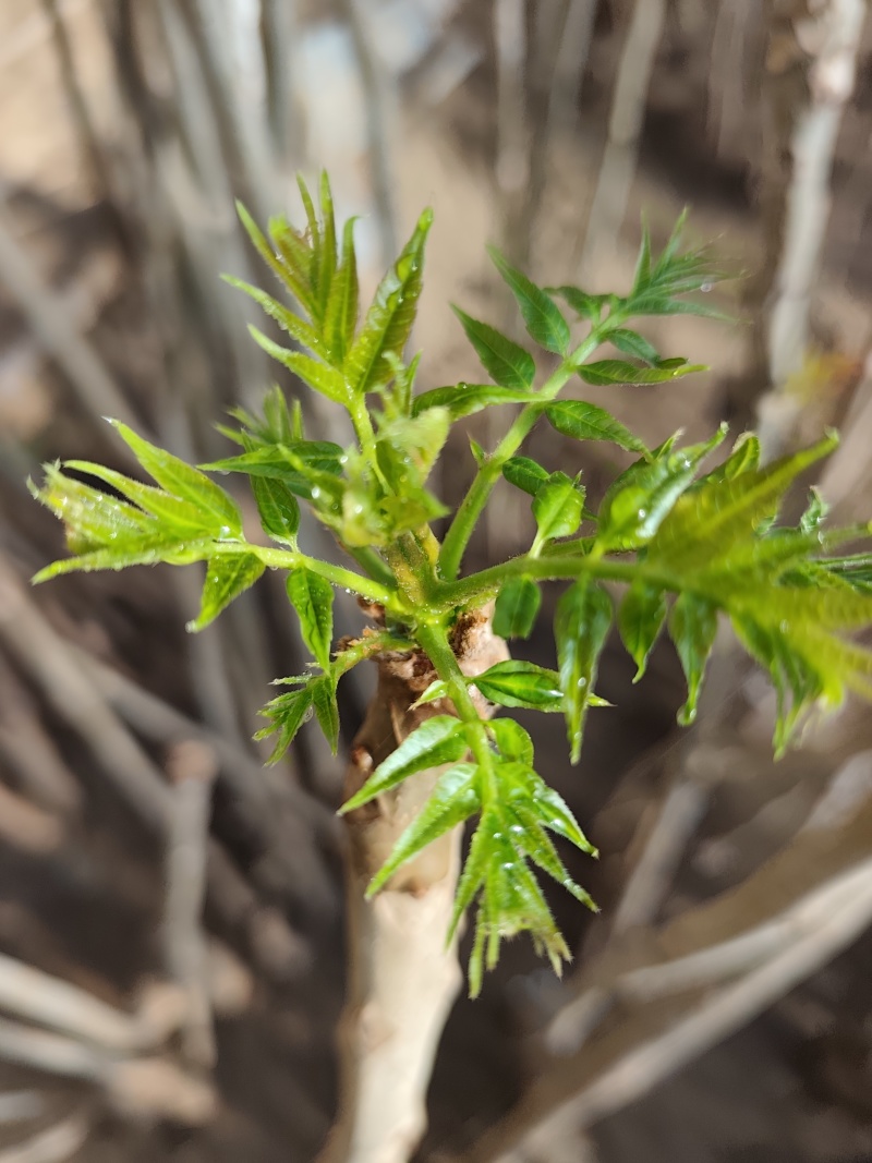 大棚反季节种植香椿芽儿基地直供