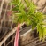 大棚反季节种植香椿芽儿基地直供