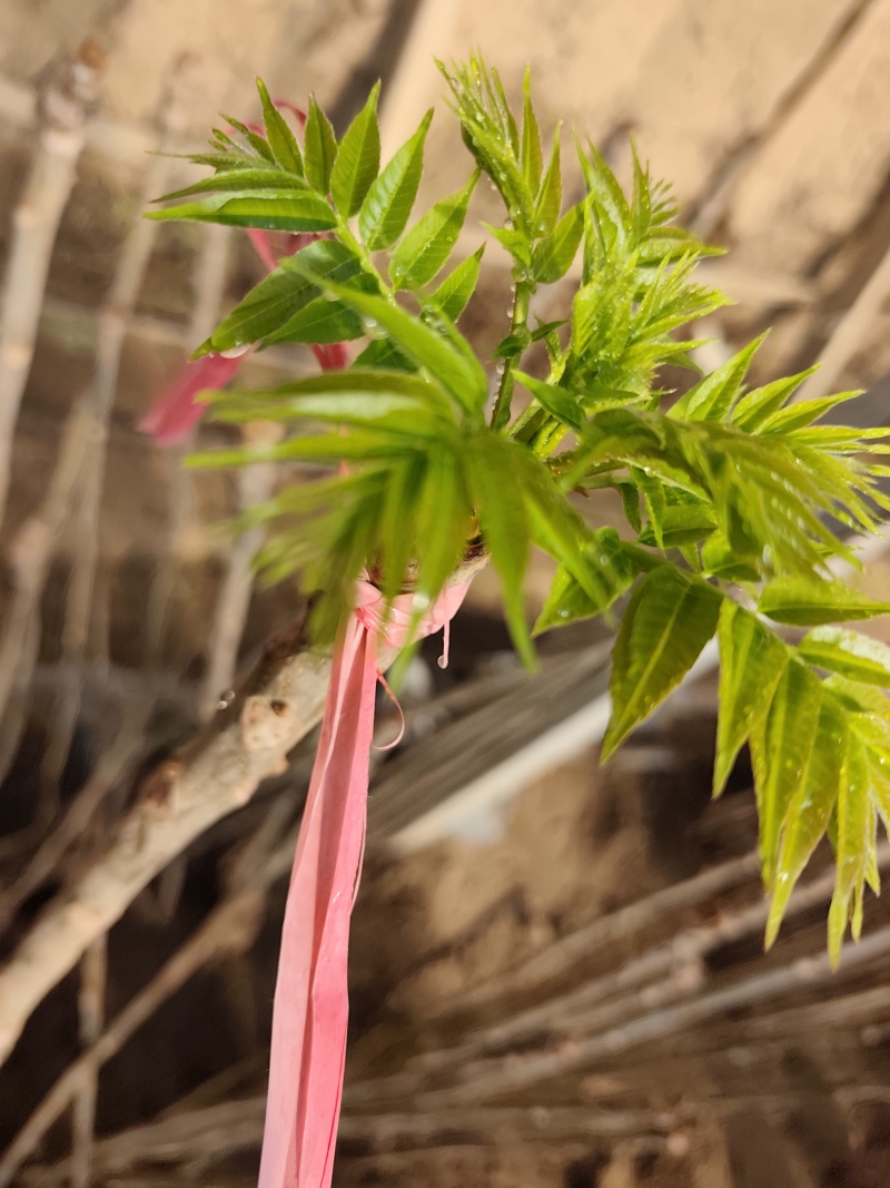 大棚反季节种植香椿芽儿基地直供