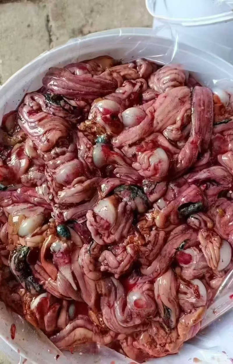 梭鱼肠子35一桶两斤