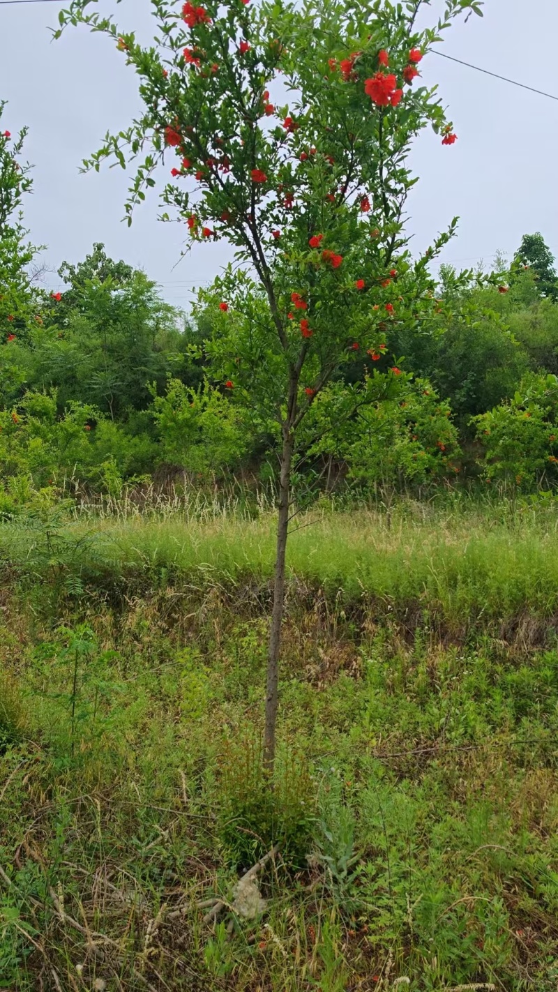 精品高杆石榴树