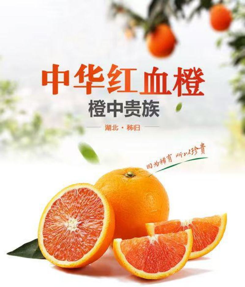 应季鲜橙，中华红血橙主产地大量直采供货。