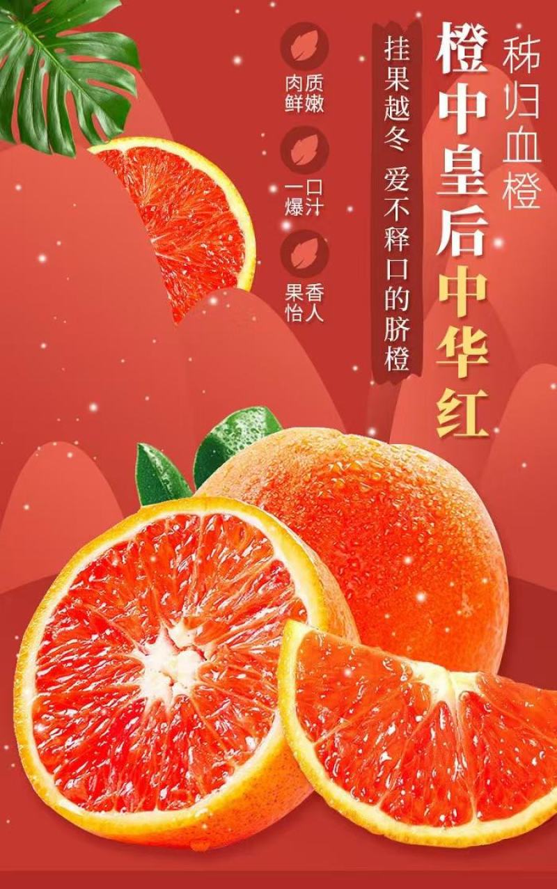 应季鲜橙，中华红血橙主产地大量直采供货。