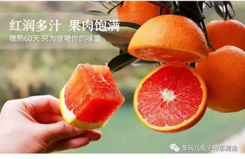 应季鲜橙，中华红血橙主产地大量直采供货。