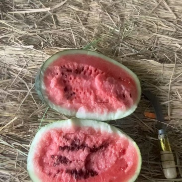 黑美人二级西瓜大量批发