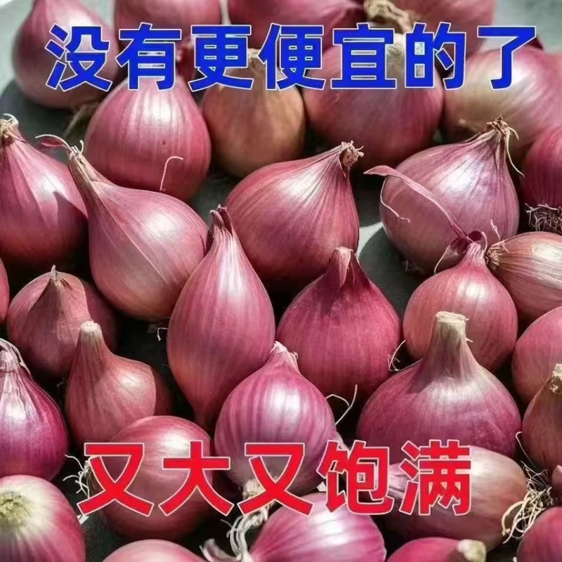 东北优质小洋葱小红葱头榨油