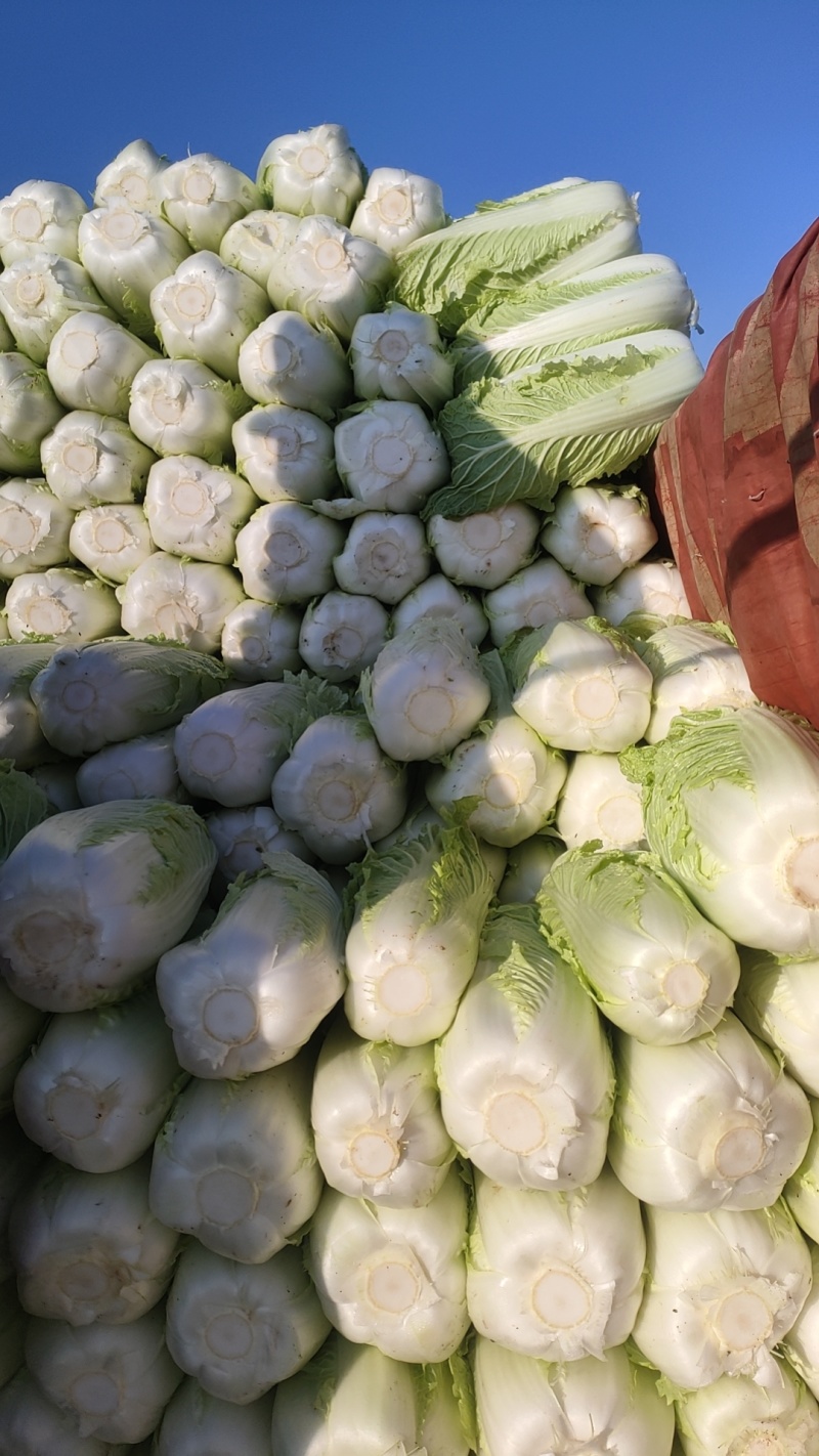 柏乡白菜大量出货中，装车快