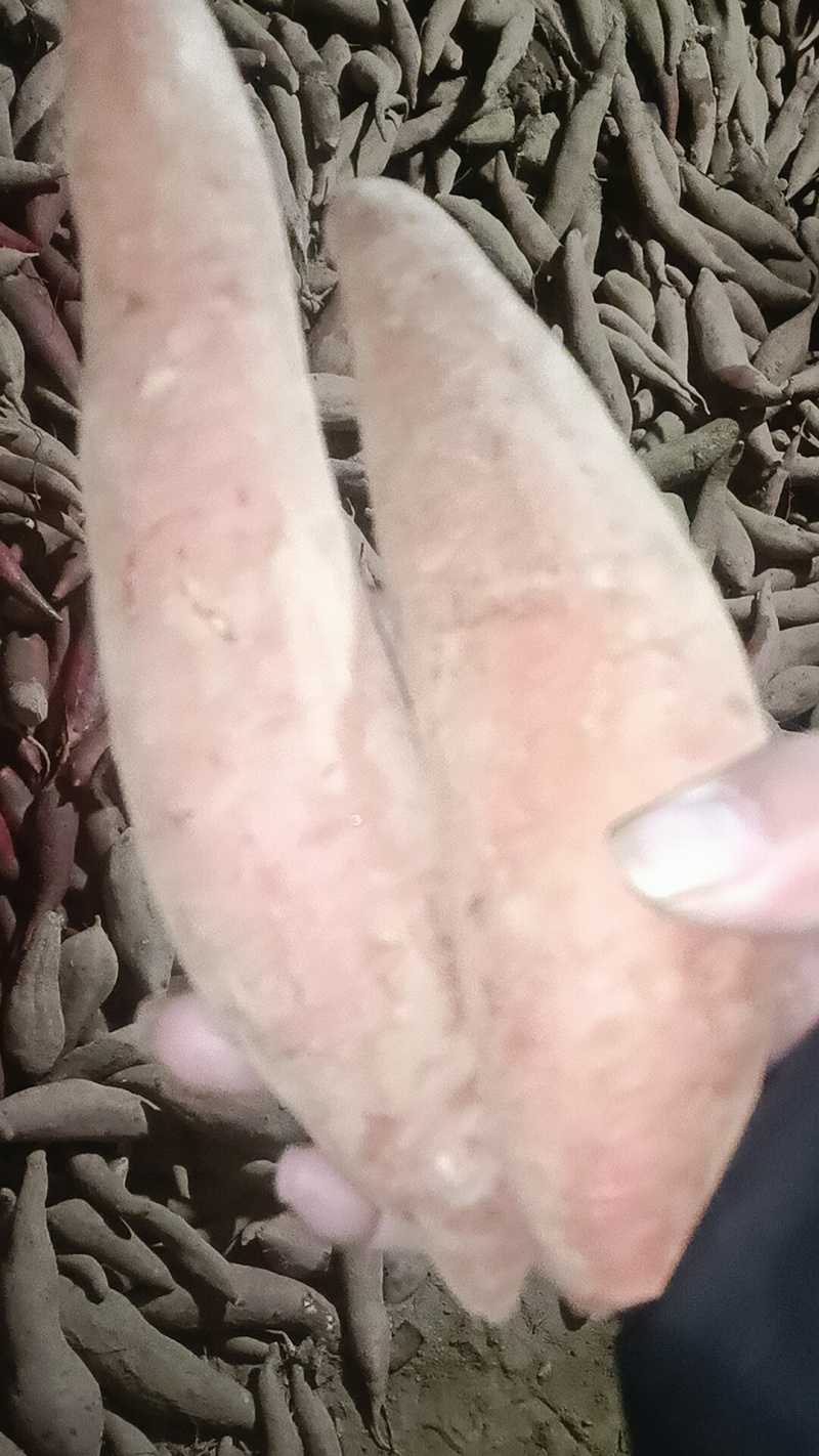 西瓜红