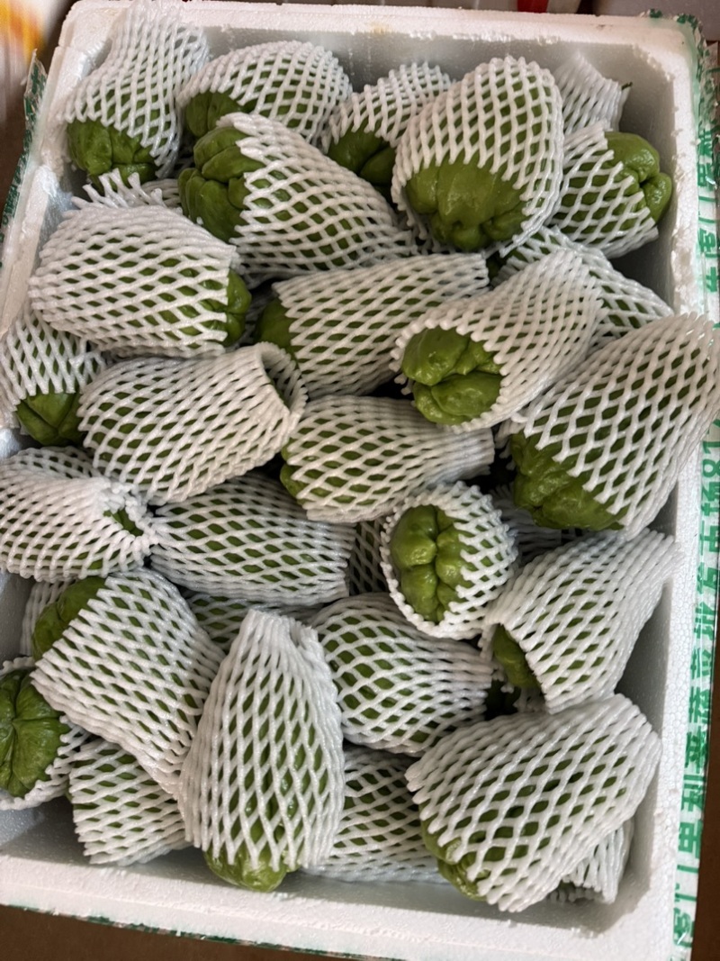 广东徐闻新苗佛手瓜上市一手货源