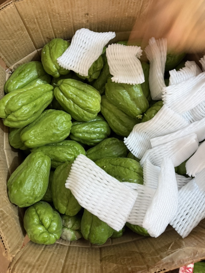 广东徐闻新苗佛手瓜上市一手货源