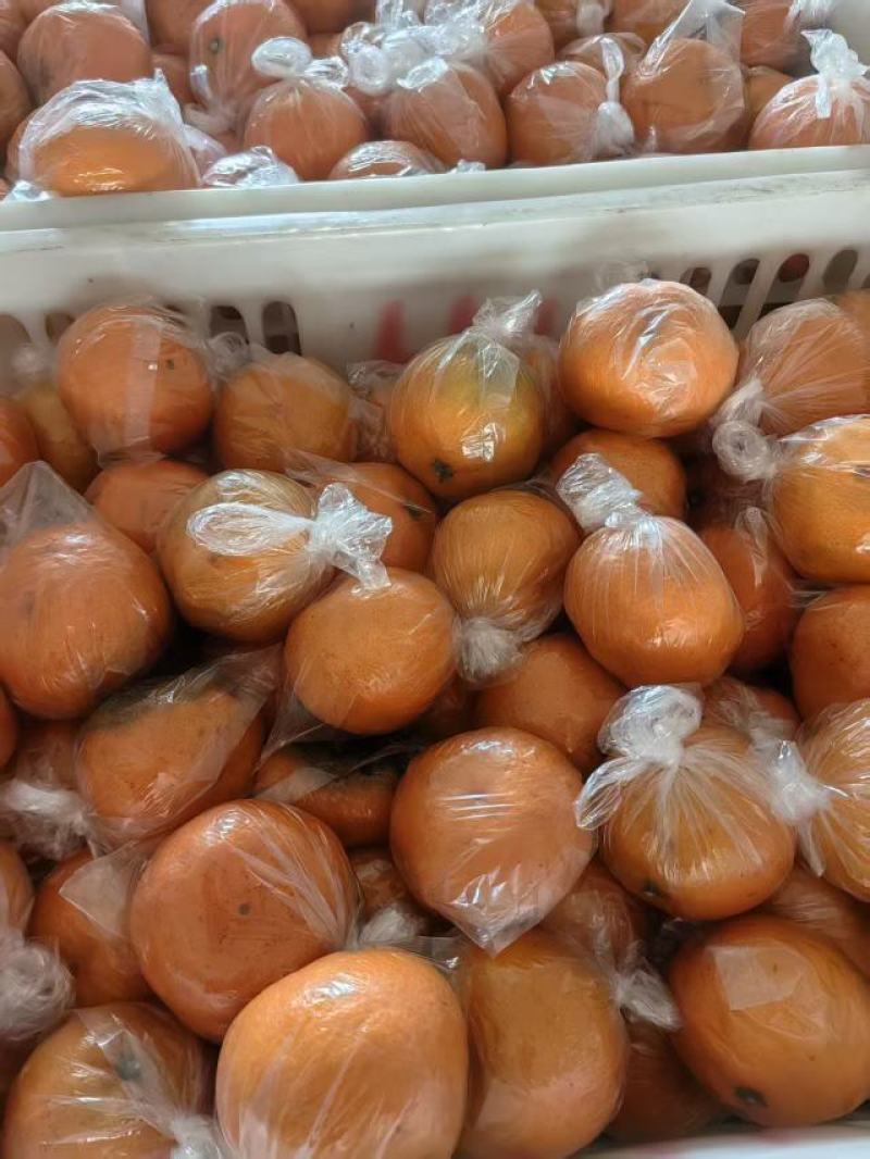 早熟蜜橘温州蜜桔，味甜多汁化渣，果园直供发车